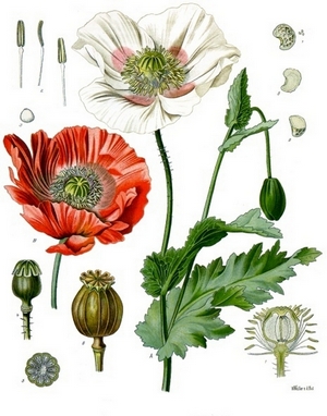 Papaver Somniferun